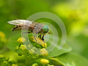 Horsefly lat.Â Tabanidae on yellow flower